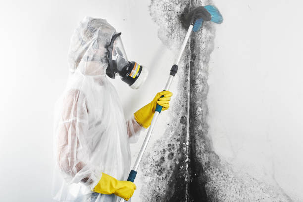 Best Environmental Consulting for Mold Prevention  in Shiloh, PA